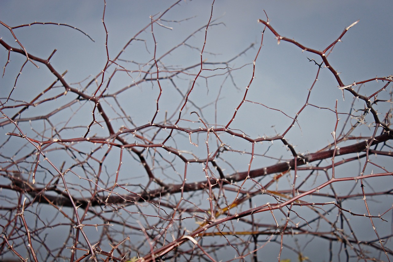 thorn texture nature free photo