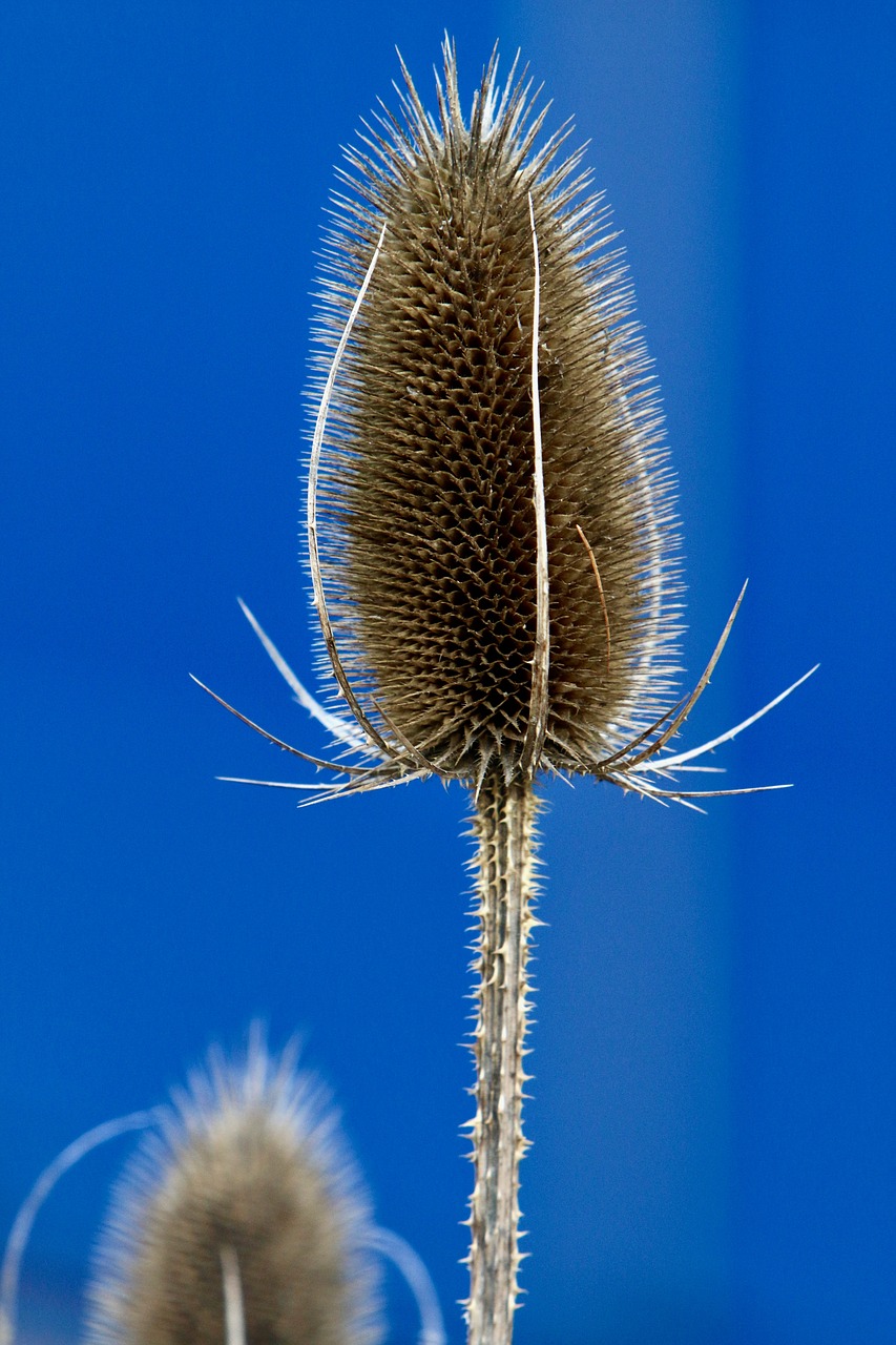 thorn flower plant nature free photo