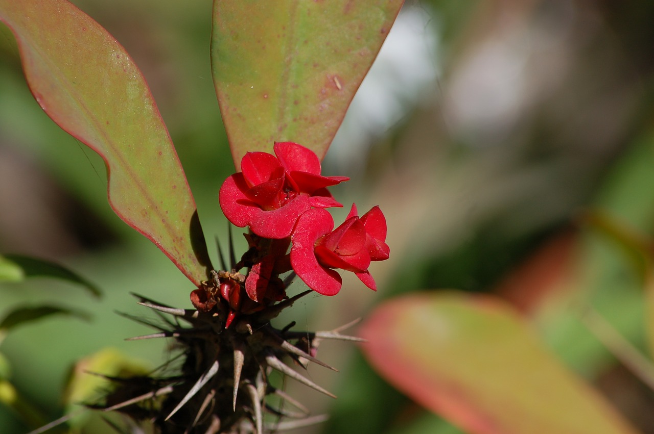 thorn of christ  flower  red free photo