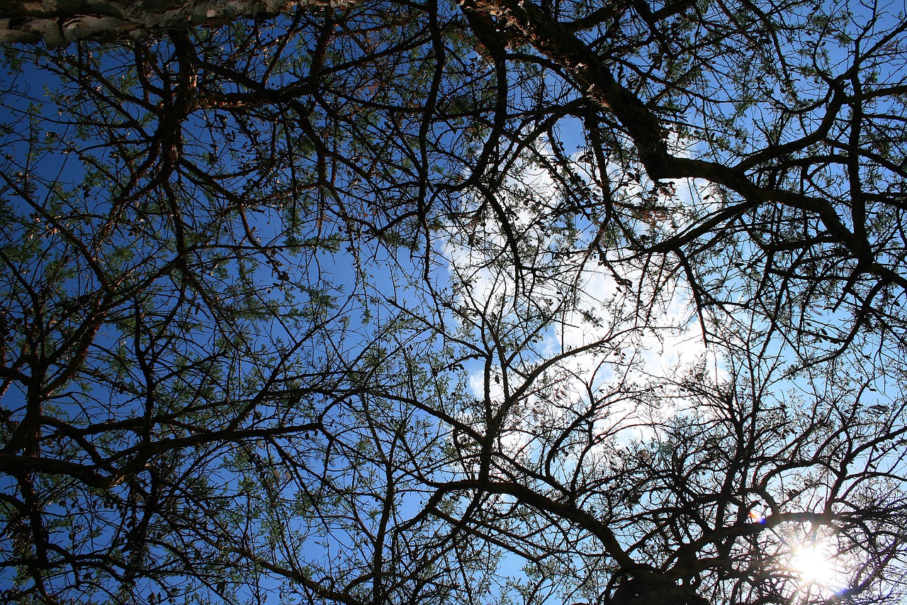 thorn tree tree branches free photo