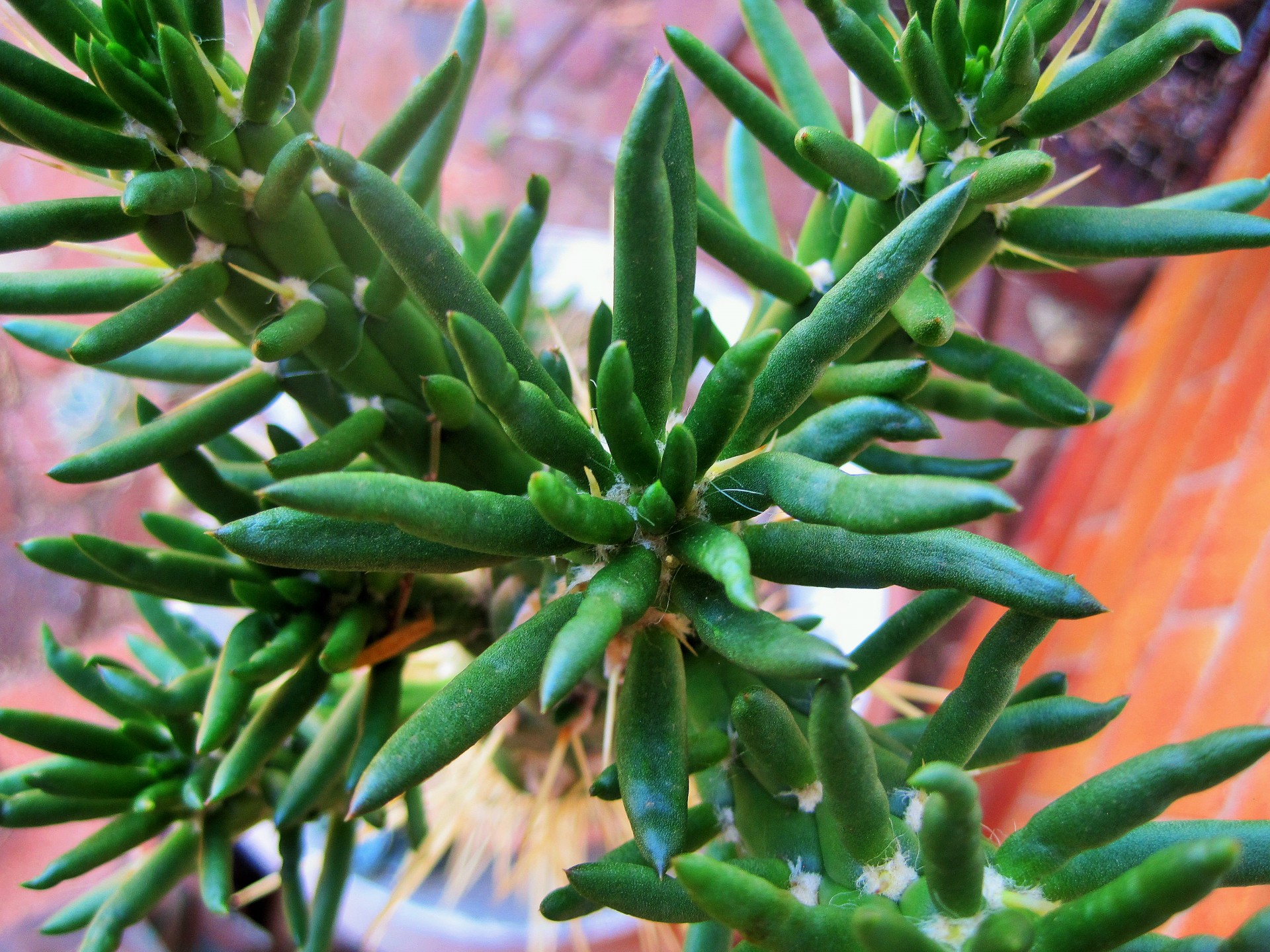 succulent fingers clustered free photo