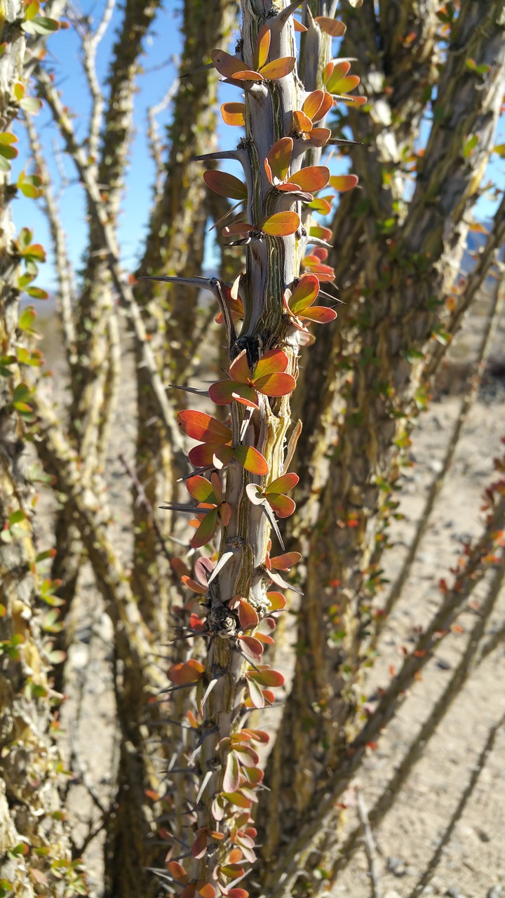 thorns desert nature free photo