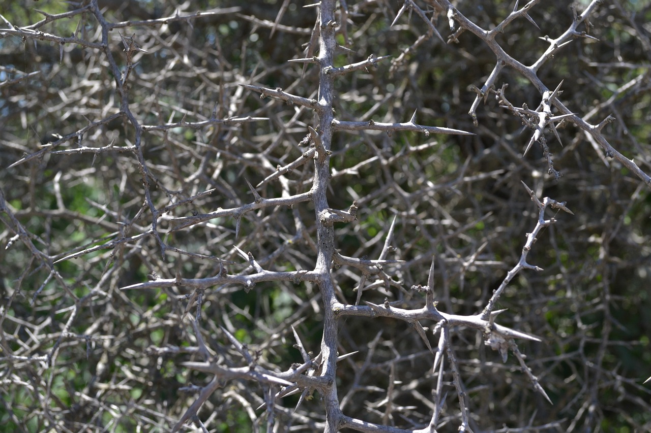 thorns blackthorn texture free photo