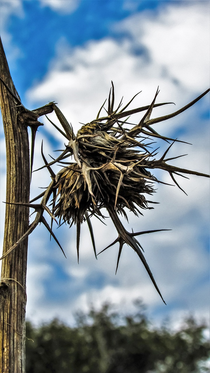 thorns hurt sharp free photo