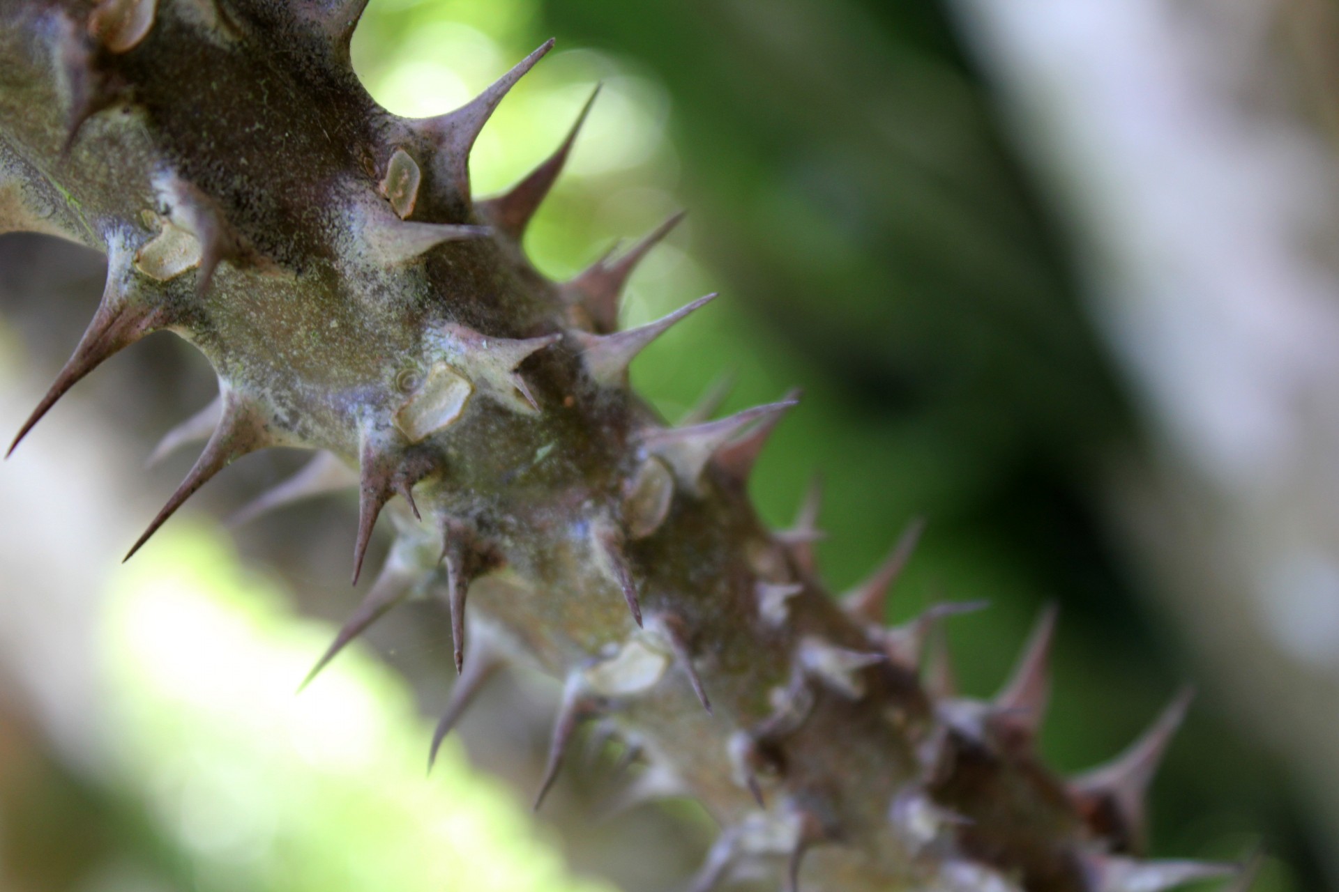 thorn stem spiky free photo