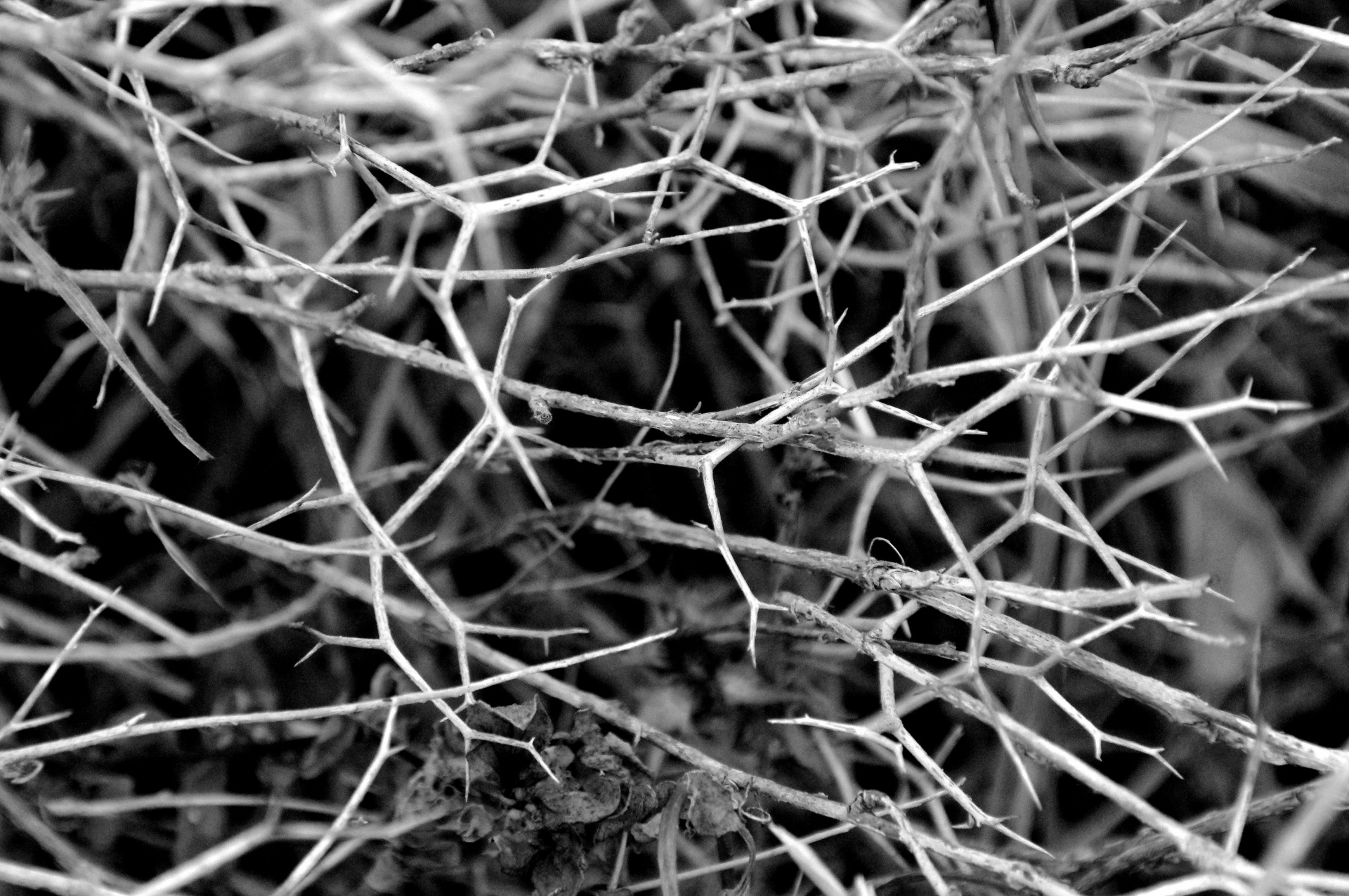 black white thorns prickle free photo