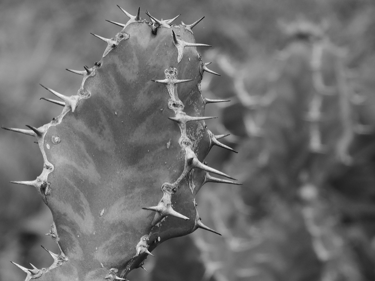 thorns cactus black and white free photo