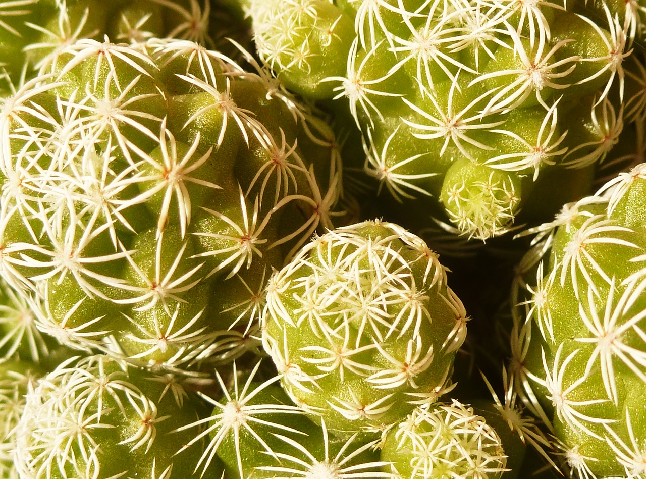 thorns cactus green free photo