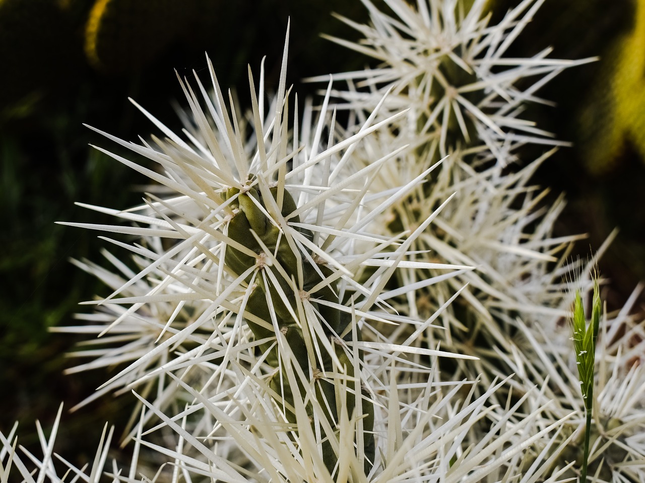 thorns cactus nature free photo