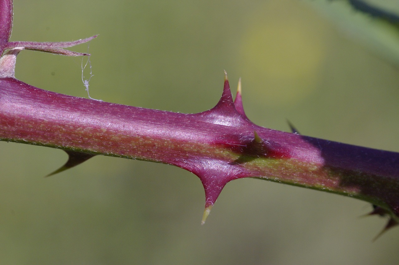 thorns sting plant free photo