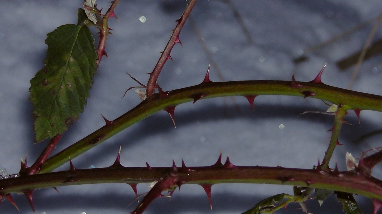 thorns sting spur free photo
