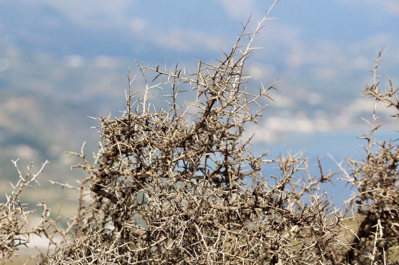 thorns close spur free photo