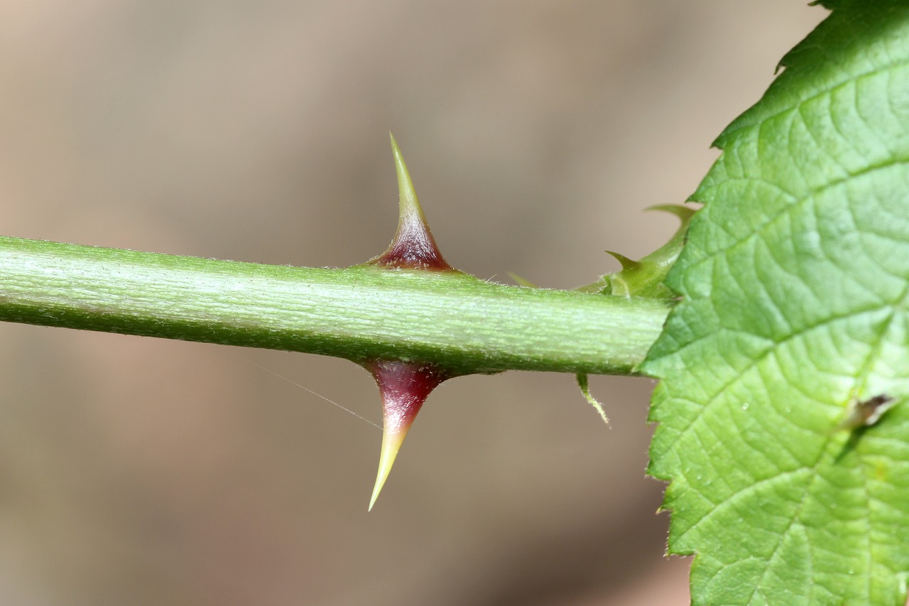 thorns rose sting free photo