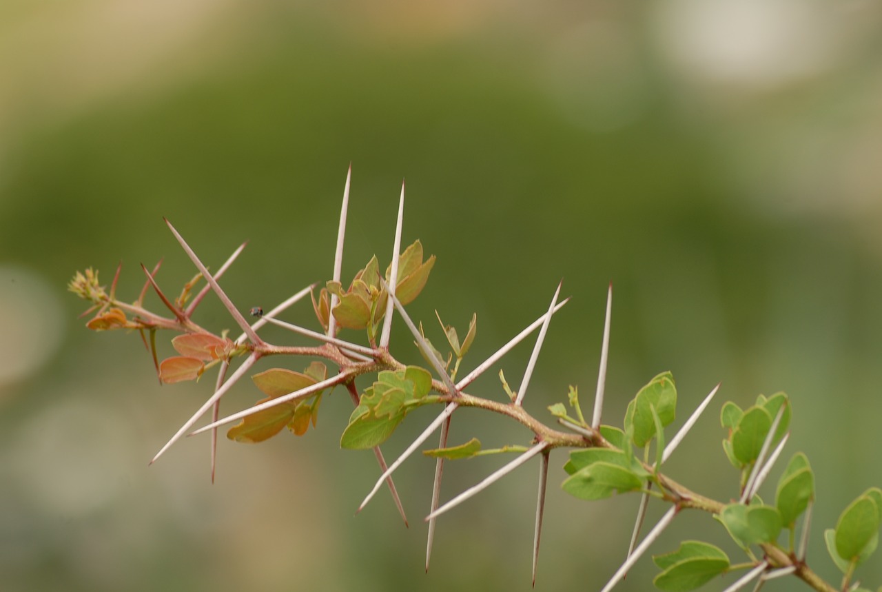 thorns huizache nature free photo