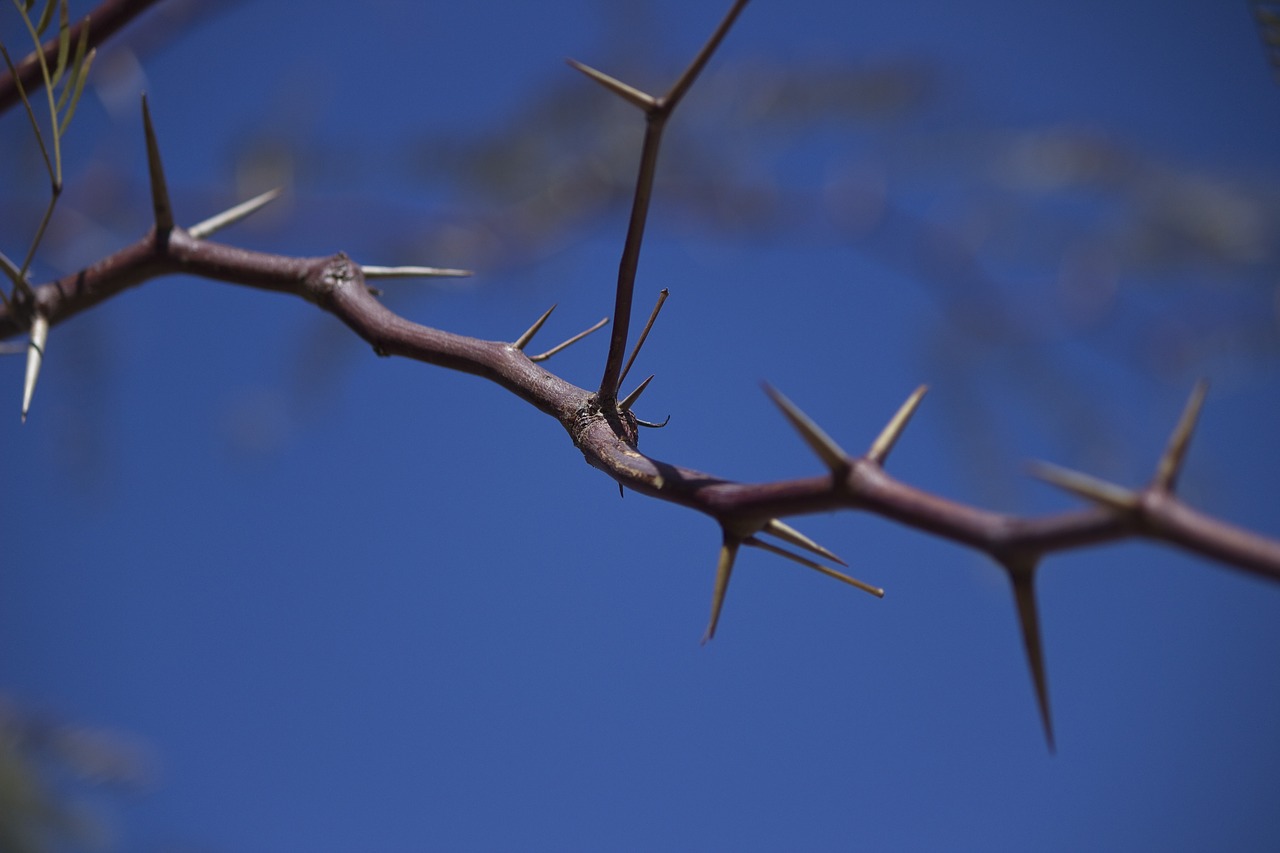 thorns kalahari desert namibia free photo