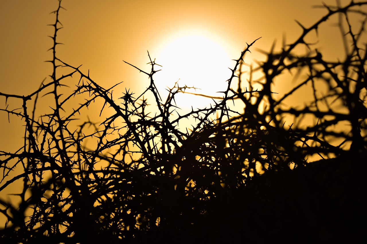 thorns plant nature free photo