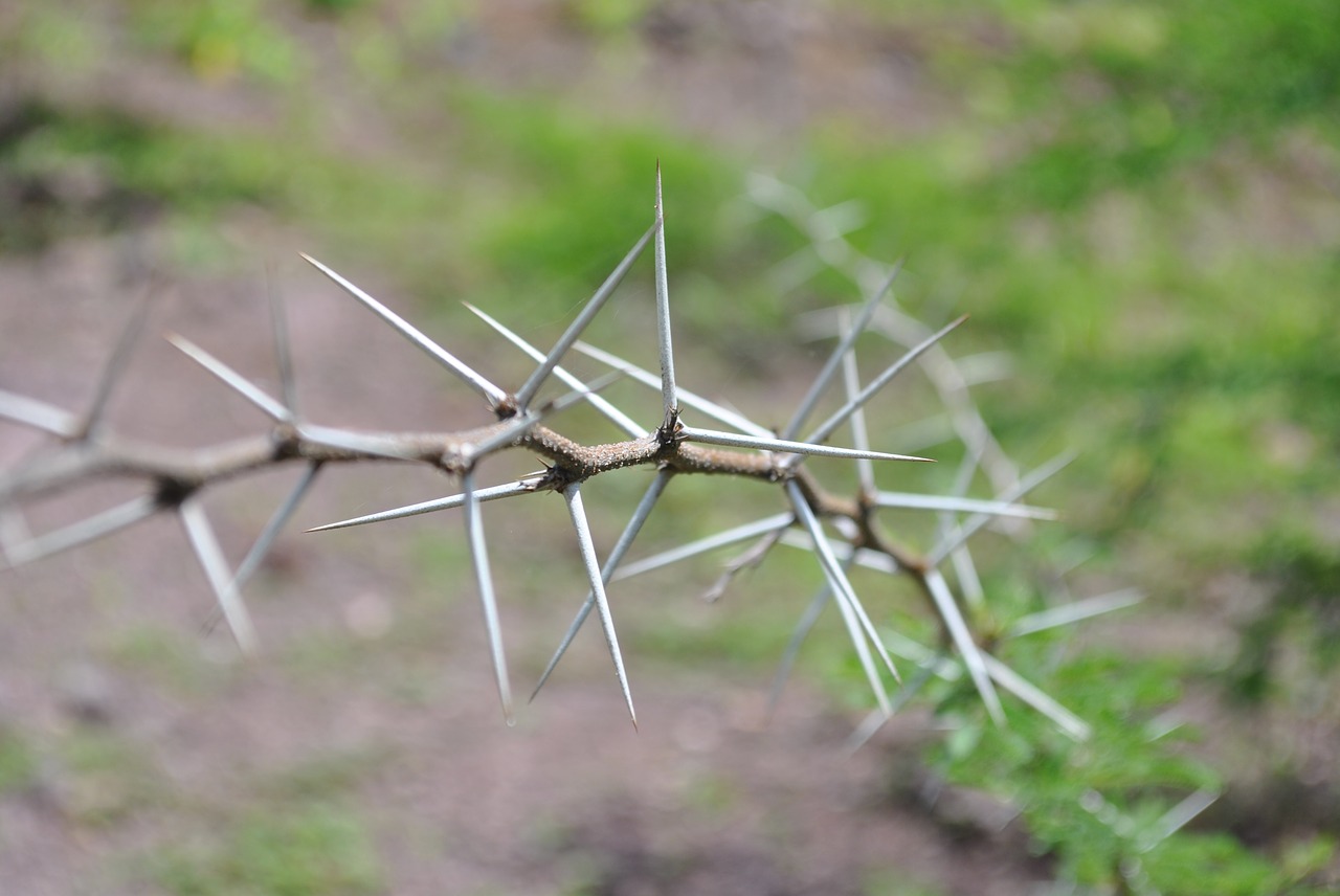 thorns huizache nature free photo