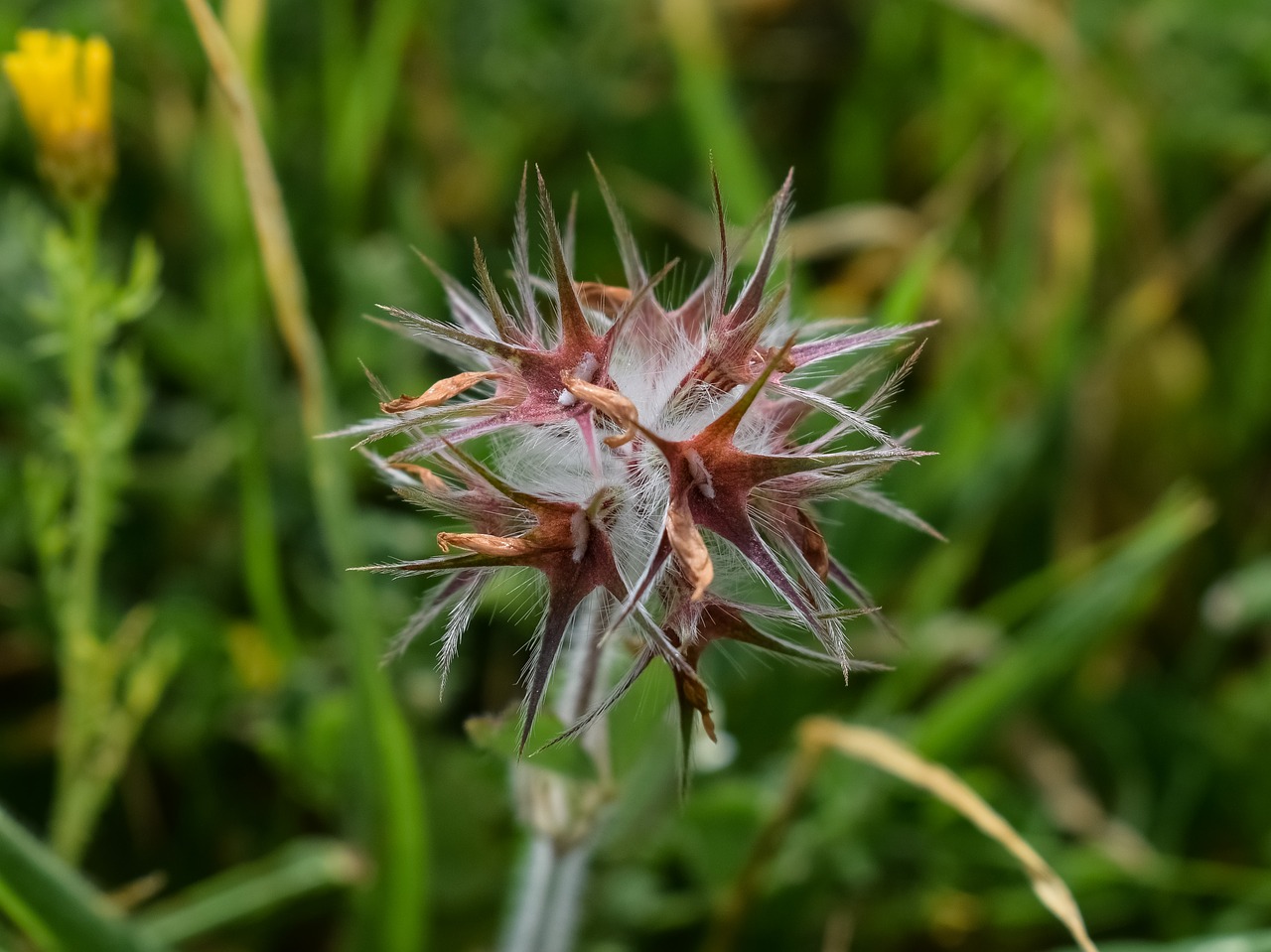 thorns plant flora free photo