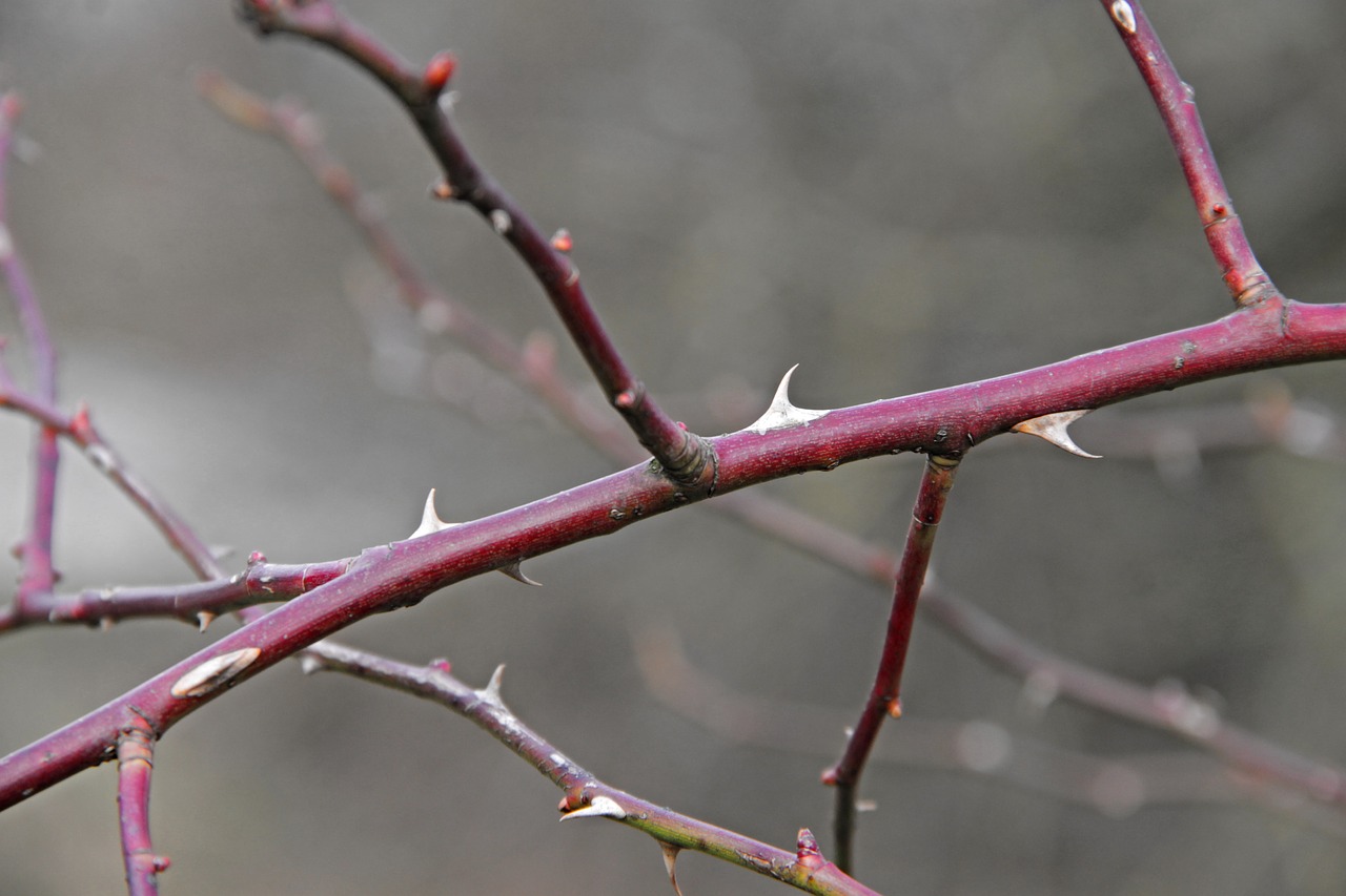 thorns spur branch free photo