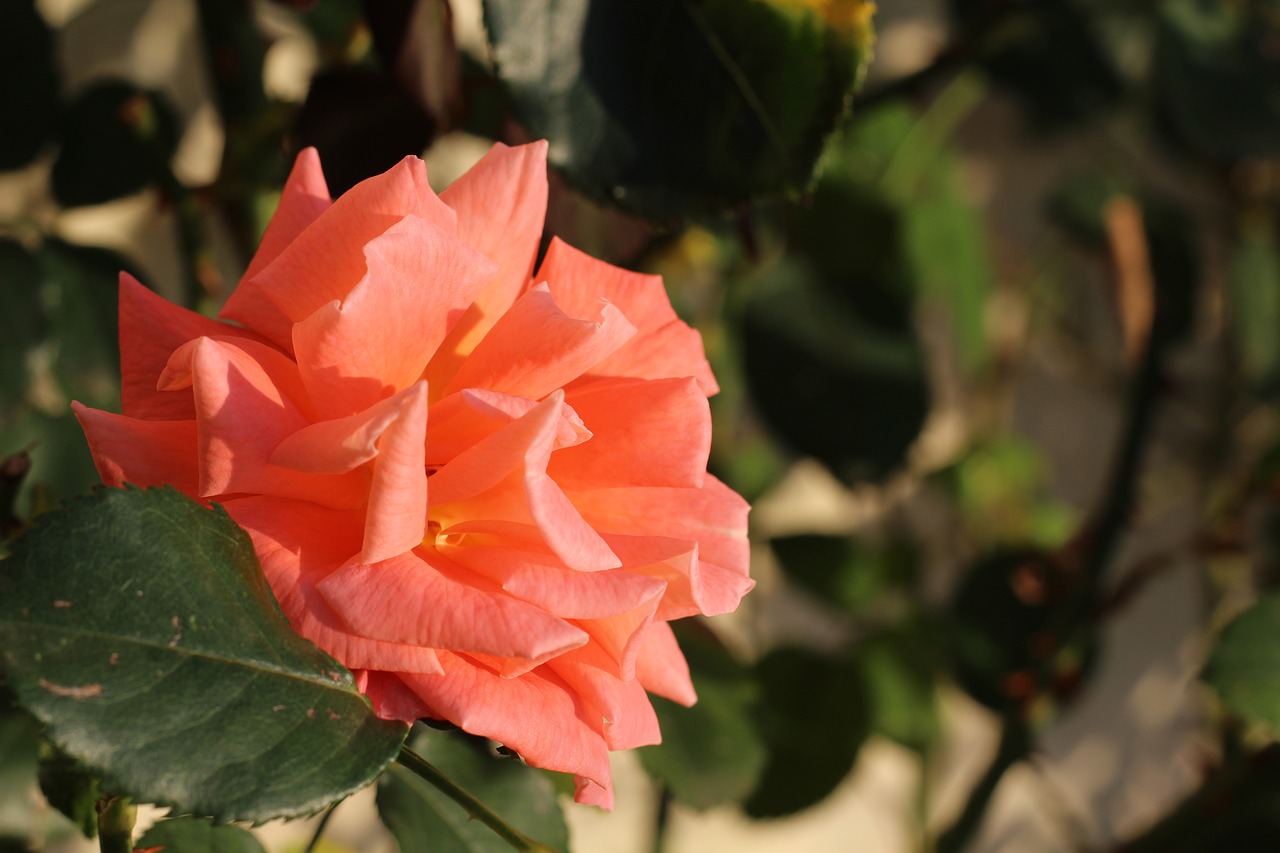 thorns  pink  nature free photo