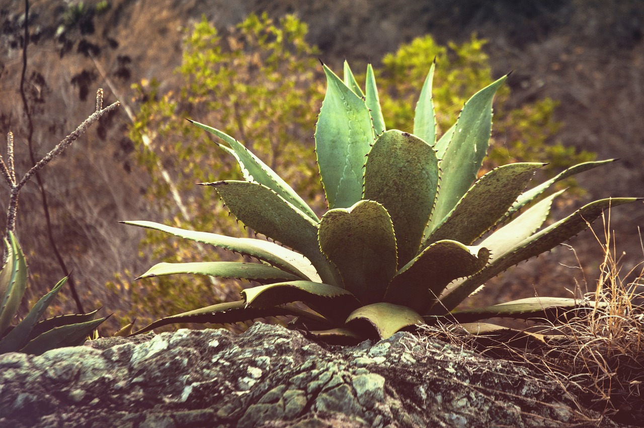 thorns  stone  plant free photo