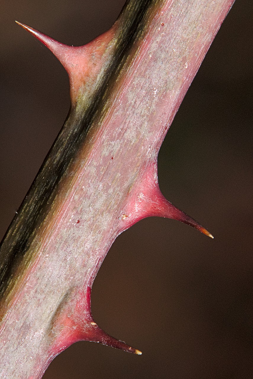 thorns  blackberry  nature free photo