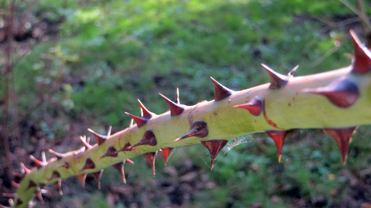 thorns pointed sharp free photo