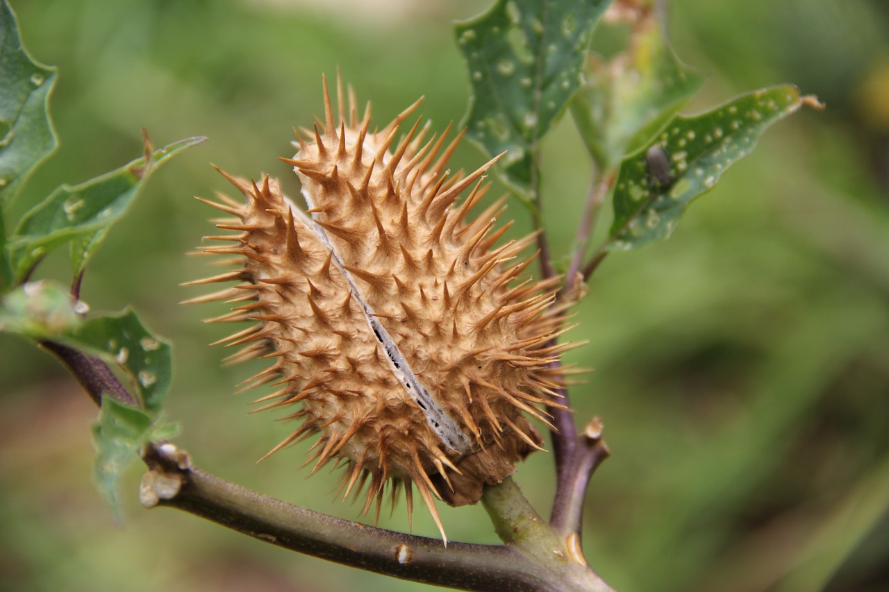 thorns flower thorny free photo