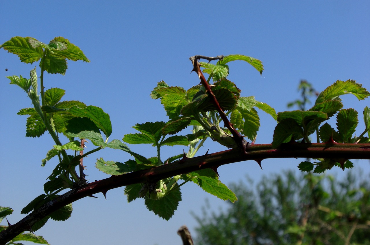 thorns nature plant free photo