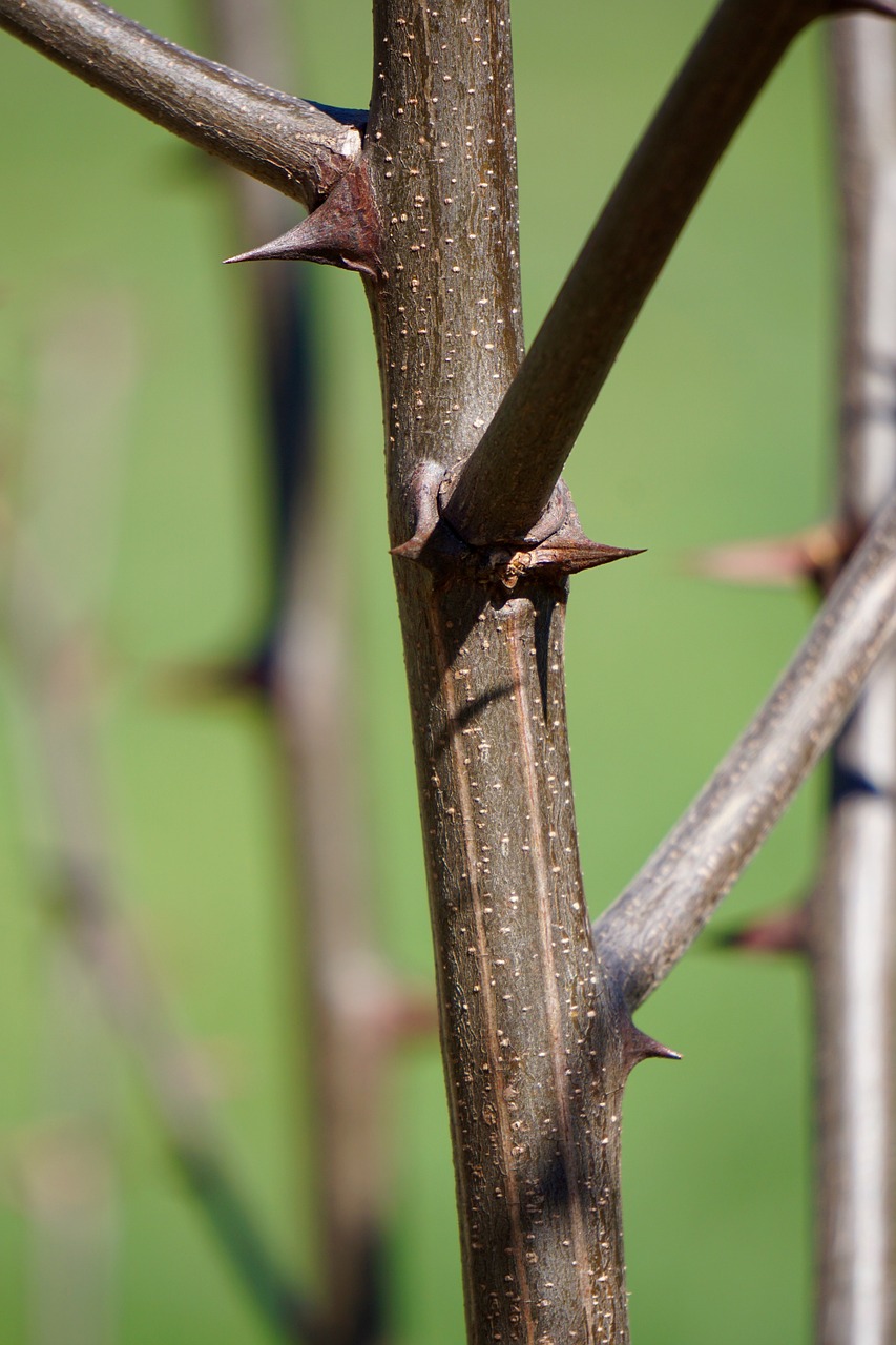 thorns bush branch free photo