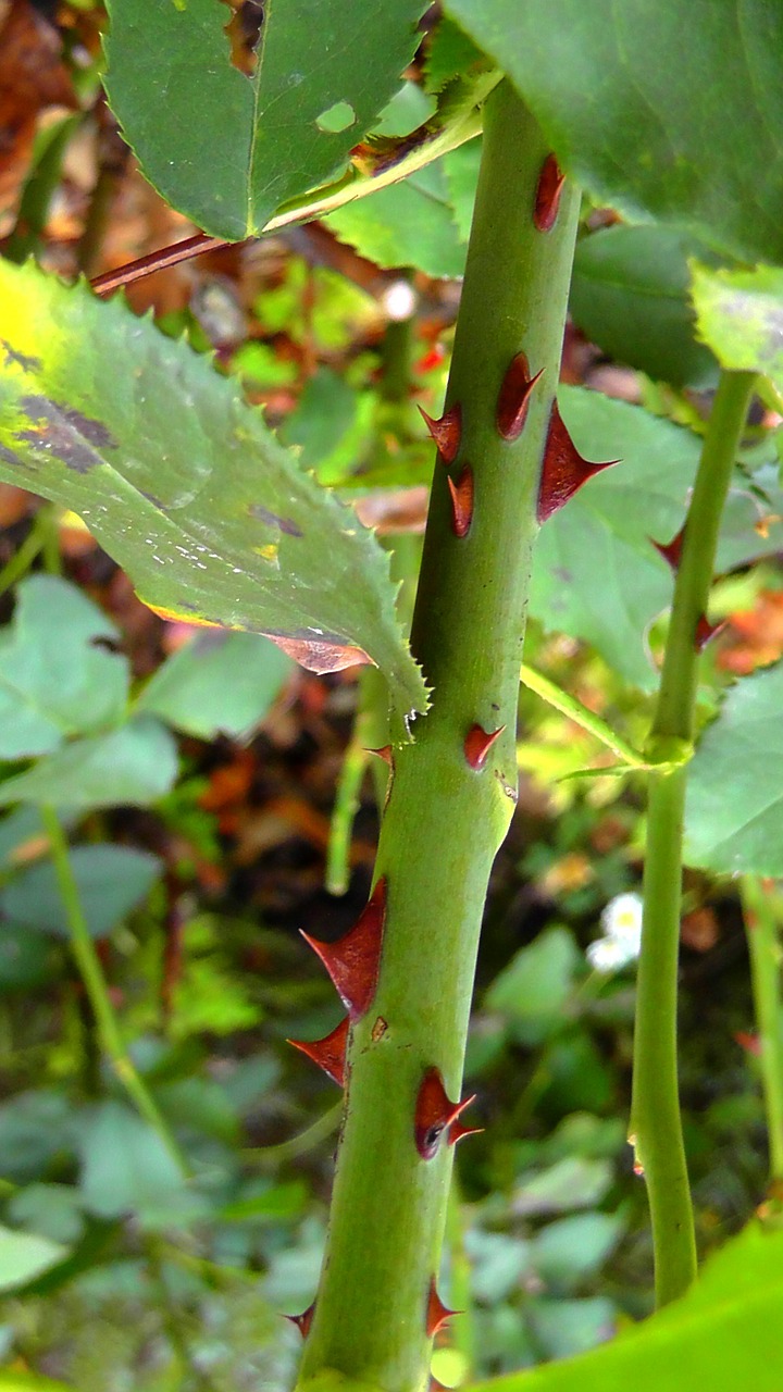 thorns rose greenhouse rose free photo