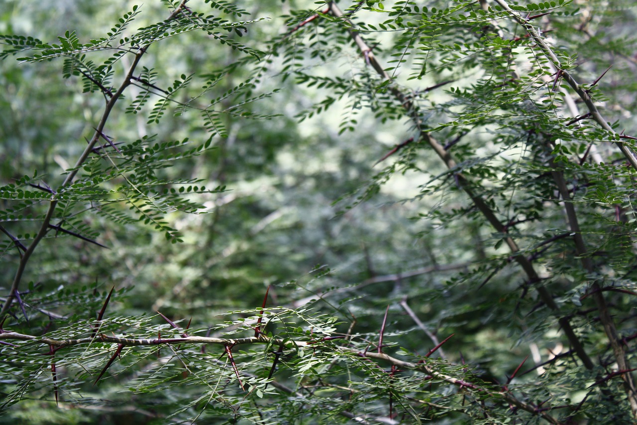 thorns cruz grass free photo