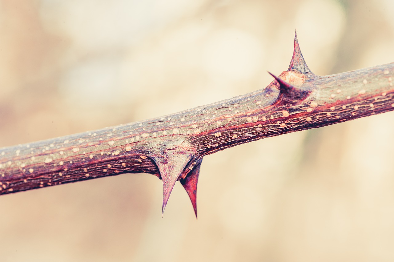 thorns plant nature free photo