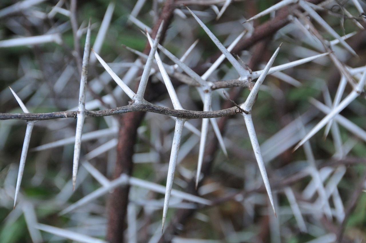 thorns acacia tree free photo