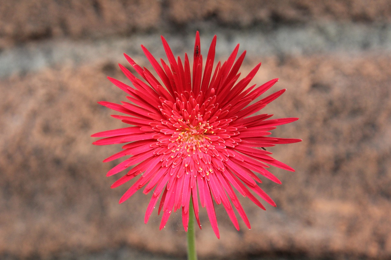 thorny  red  flower free photo