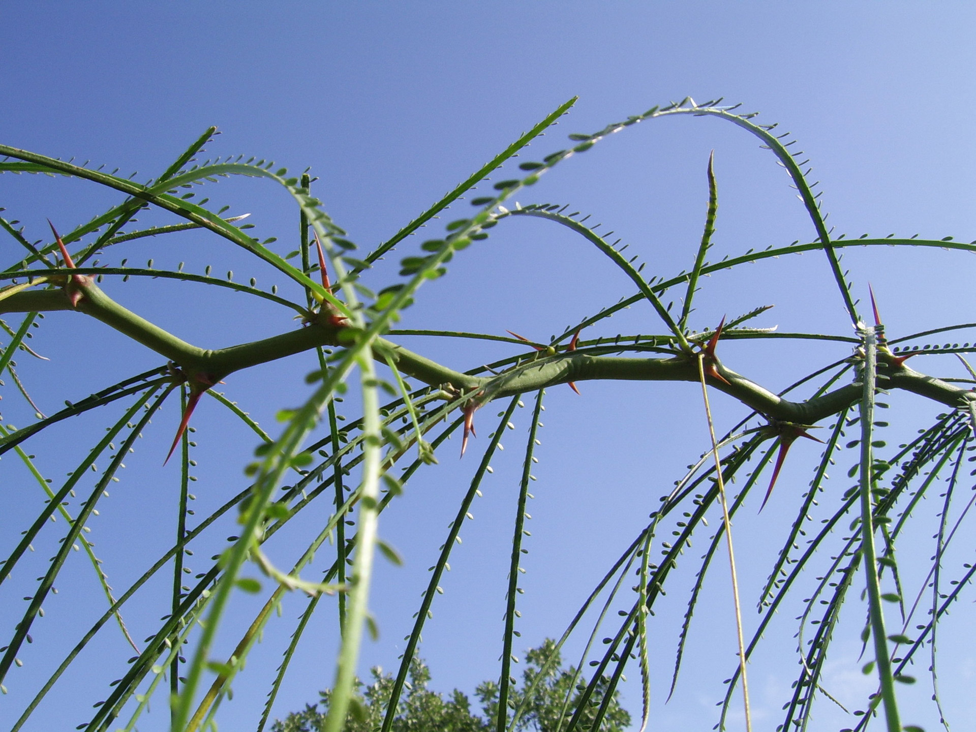 plant thorns nature free photo