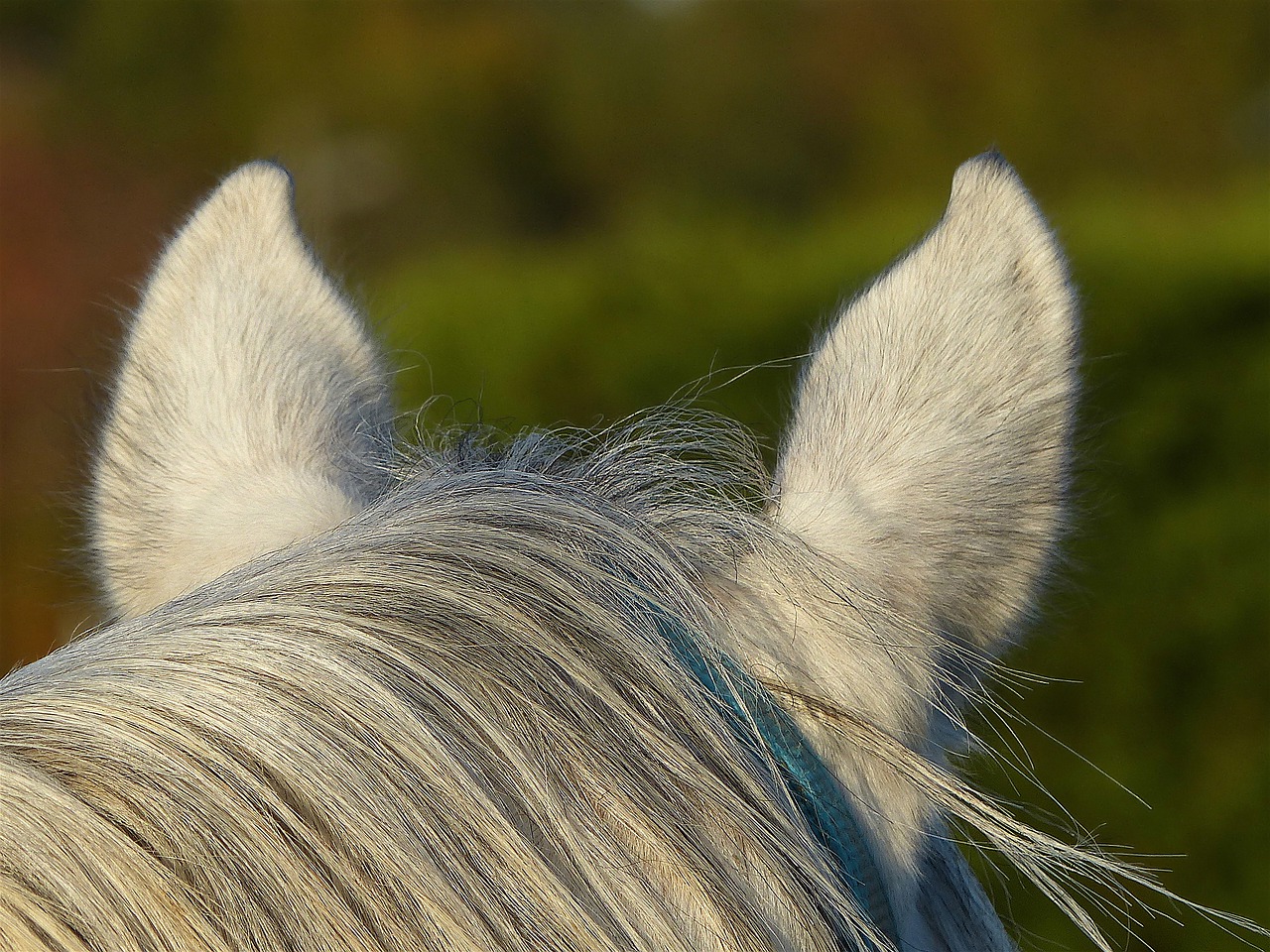 thoroughbred arabic white free photo