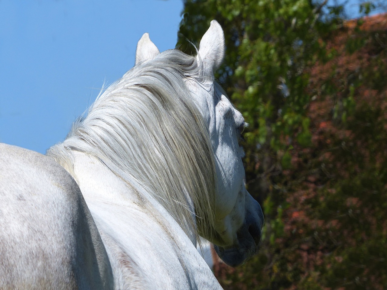 thoroughbred arabic white free photo