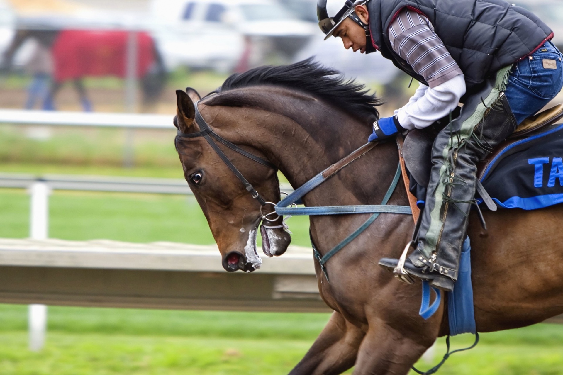 horse thoroughbred jockey free photo