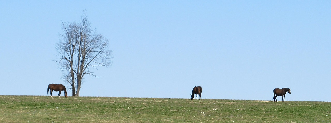 thoroughbreds grazing horse free photo