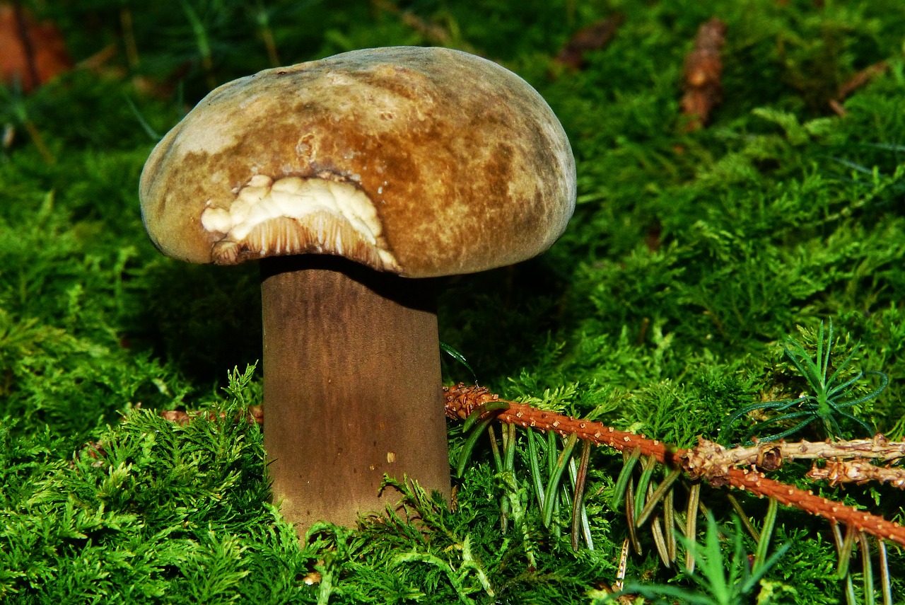 porphyrellus porphyrosporus mushroom forest mushroom free photo