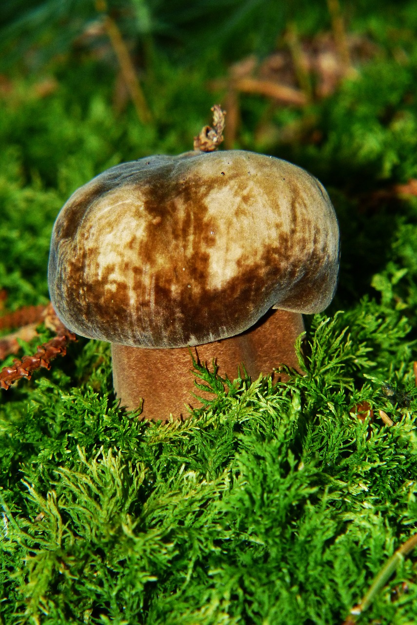 porphyrellus porphyrosporus mushroom forest mushroom free photo