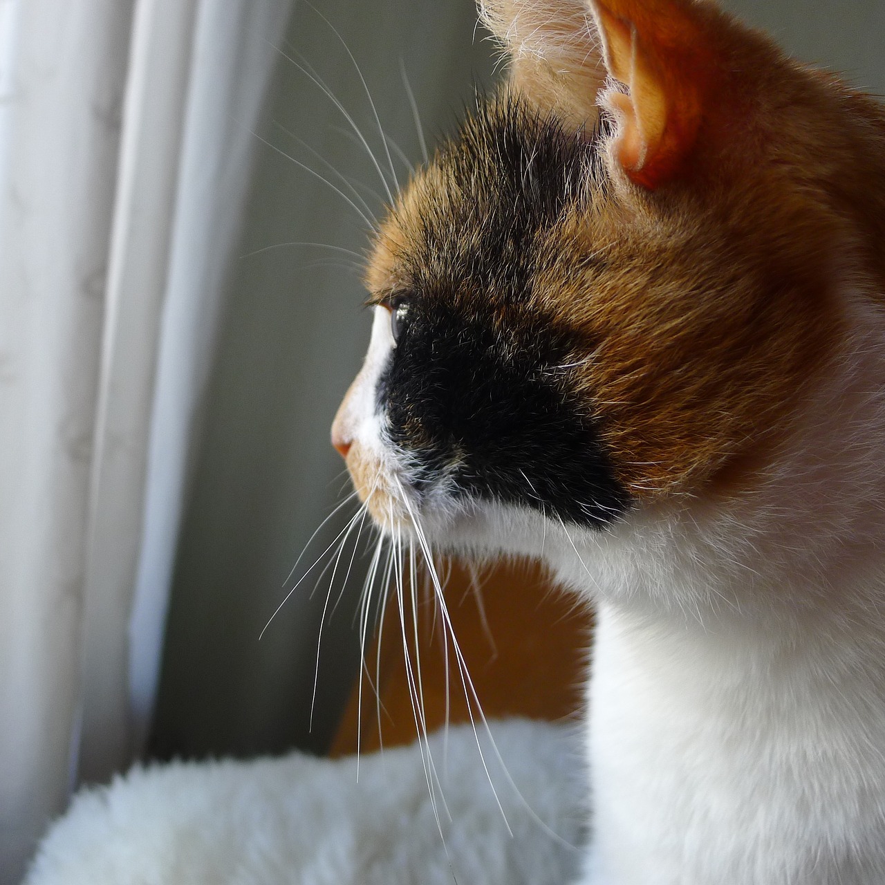 thoughtful cat whiskers free photo