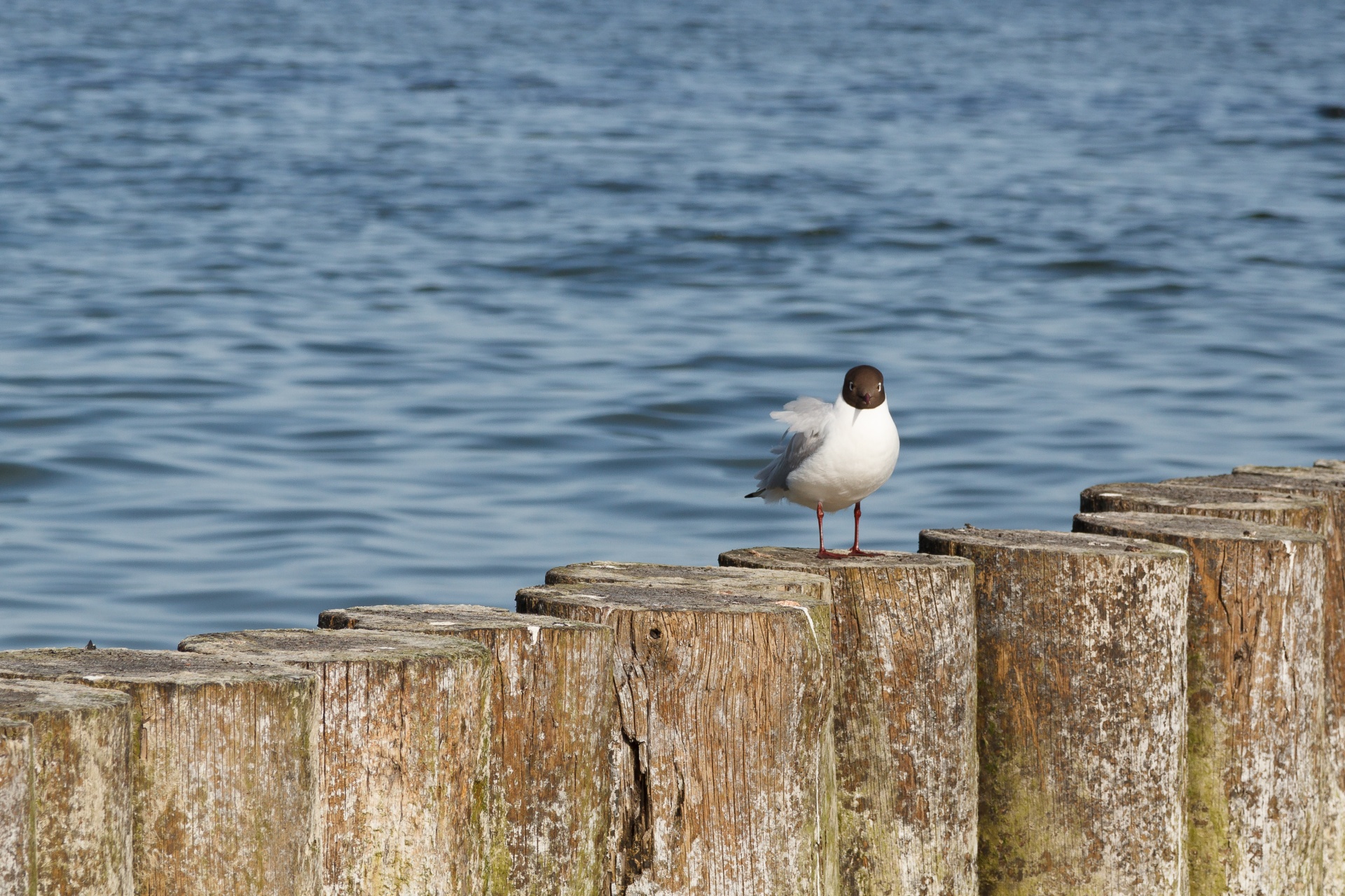 tern seagull bird free photo