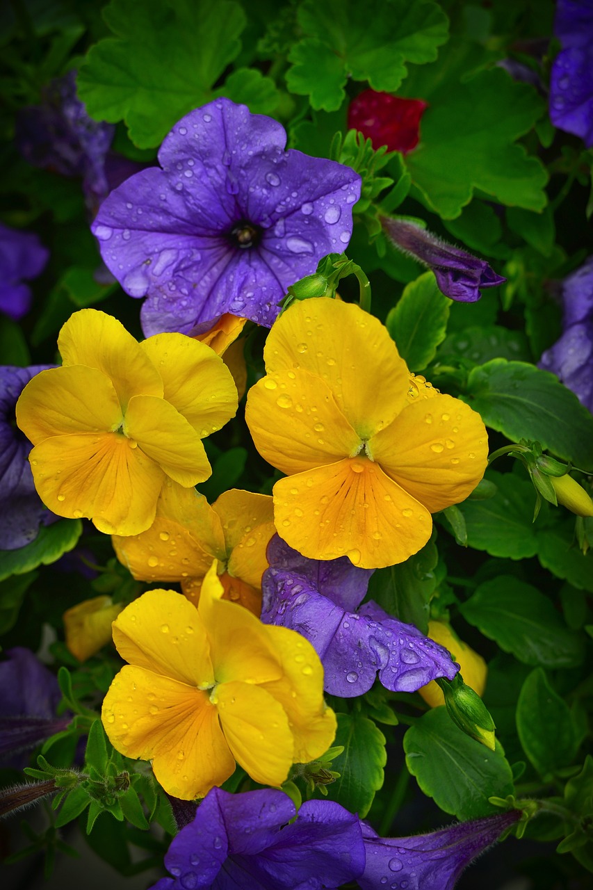 thoughts  petunias  flowers free photo