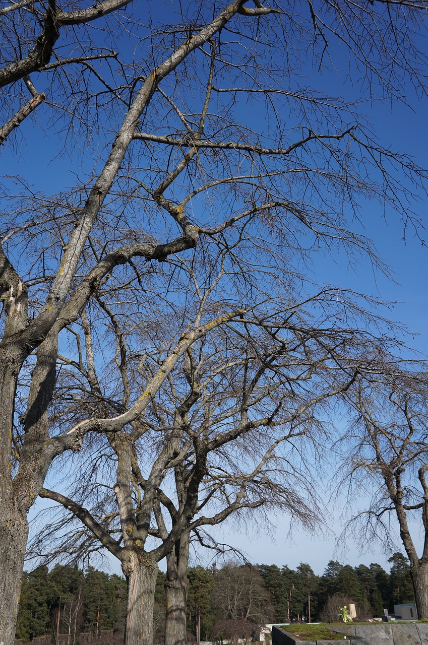 threaded branches without leaves free photo