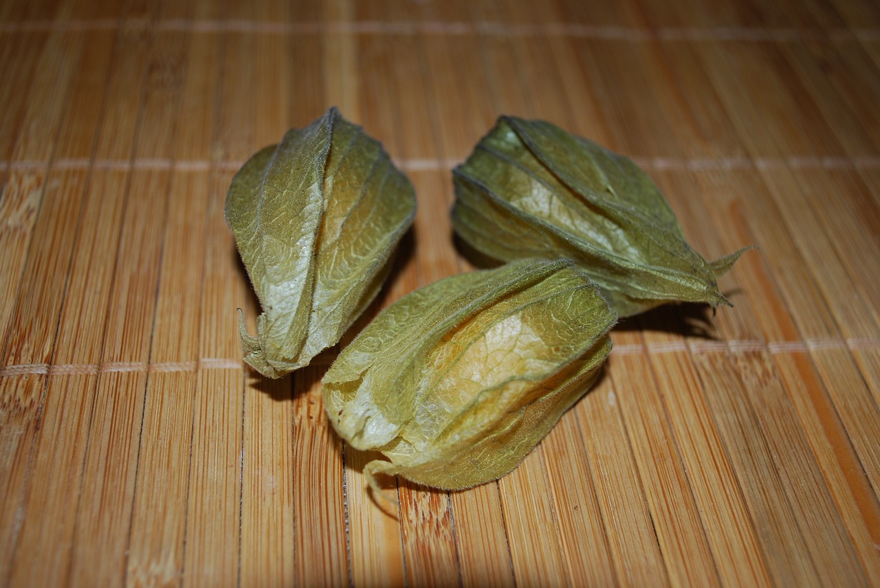 three closed physalis free photo