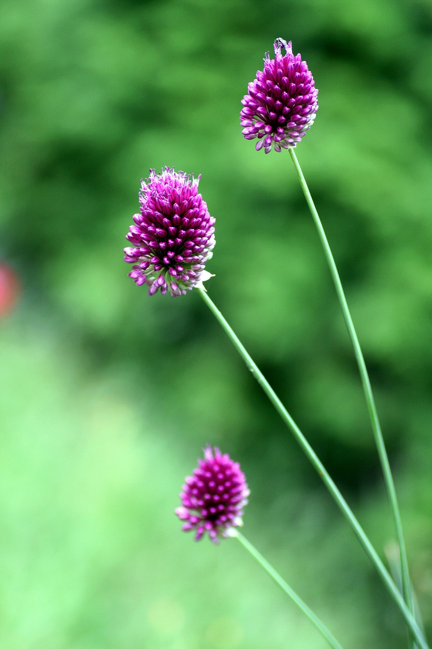 flowers garlic stems free photo