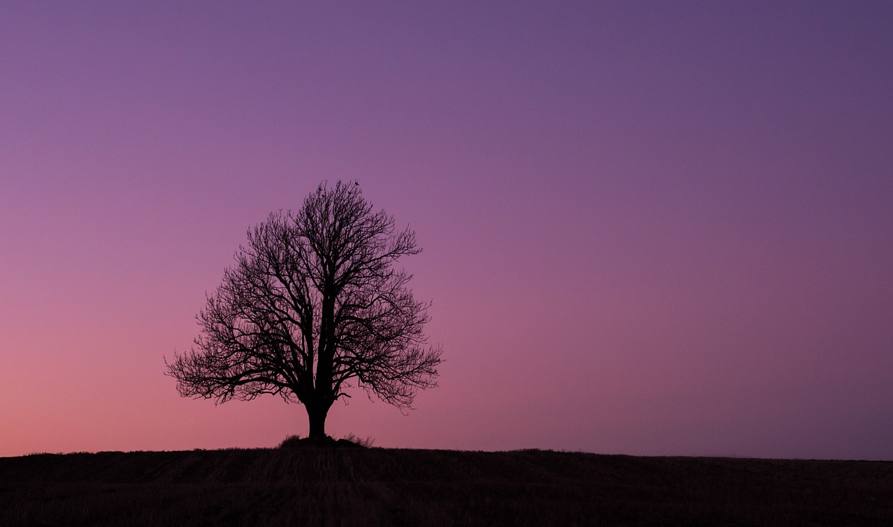 three sunset alone free photo