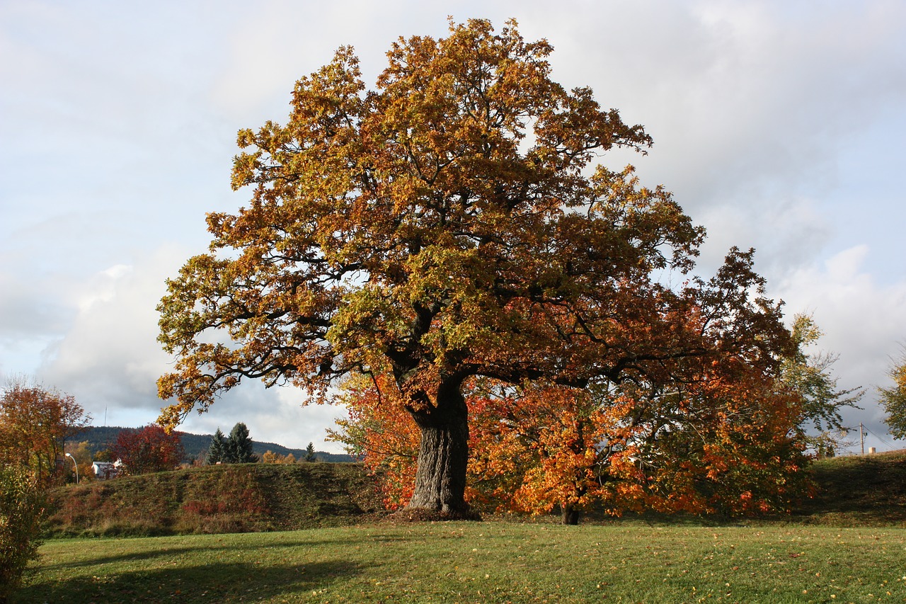 three the nature of the autumn free photo